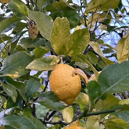 カントリーハウス Casa Sanuk ポイオ
